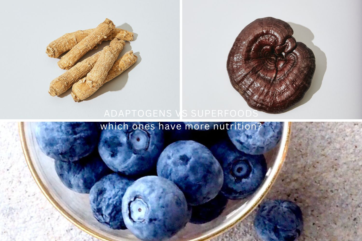 blueberries, dried reishi mushroom and american ginseng roots on light grey background, each food in a rectangular frame